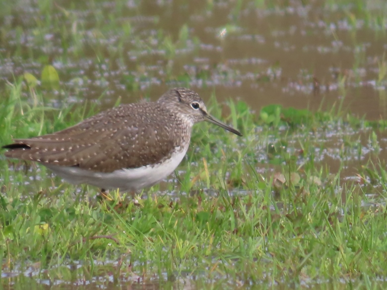 Green Sandpiper